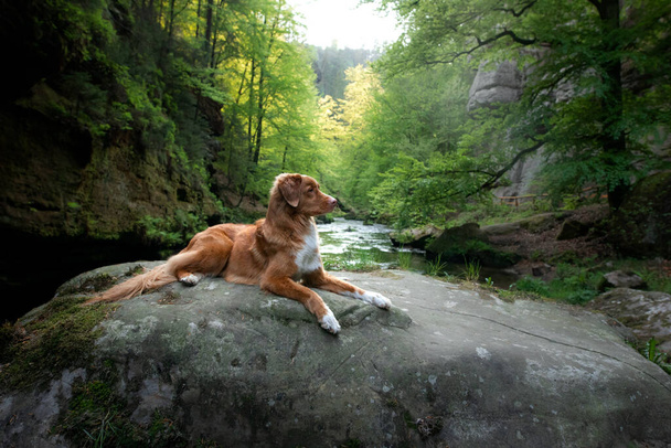 red dog on a stone by the river. Nova Scotia Duck Tolling Retriever in nature. Wide angle, pet in nature - 写真・画像