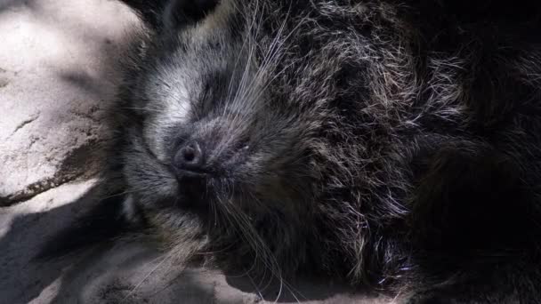 Binturong vagy medve békésen alszik egy állatkertben - Arctictis binturong - Felvétel, videó