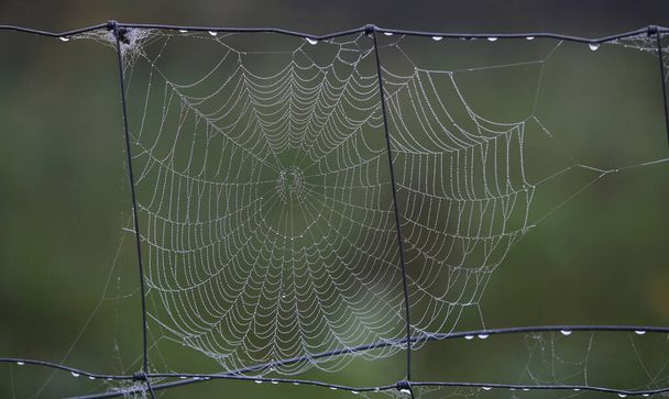 Hämähäkinseittiä koristeltu helmiä sadeveden vastaan hämärtynyt vihreä tausta
 - Valokuva, kuva