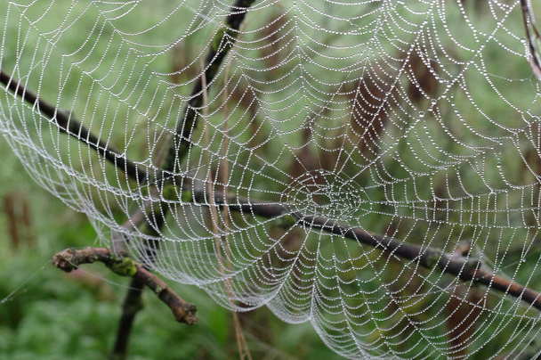 Örümcek örümcek ağı, bulanık yeşil bir zemine karşı yağmur suyu incileriyle süslenmiş. - Fotoğraf, Görsel
