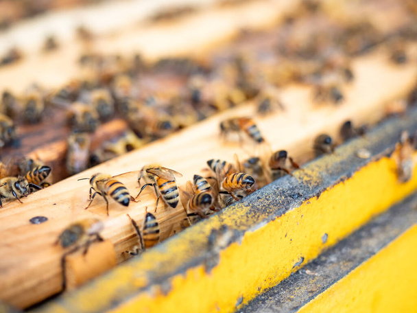 A kaptárban méhek nyüzsögnek fából készült méhecskéken..  - Fotó, kép
