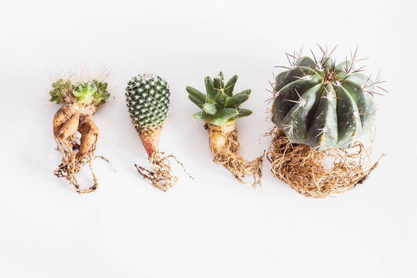 various cactuses with bare roots before planting on a wooden background top view - Valokuva, kuva
