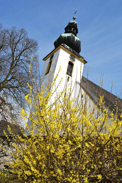 A forsythia shrub in front of a church in the Vcklabruck district (Austria) - Foto, Imagem