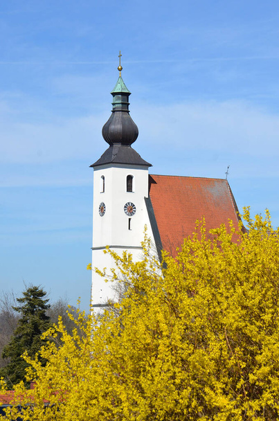 A forsythia shrub in front of a church in the Vcklabruck district (Austria) - Photo, Image