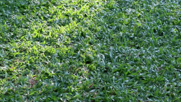Belleza de la naturaleza. Vista de la luz del sol en tierra cubierta con hierba tropical de alfombra de bajo crecimiento y sombra de árbol balanceándose
 - Metraje, vídeo