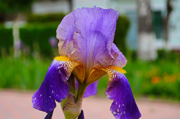 Fleurs d'iris violet Gros plan sur fond noir de jardin flou. Beau fond naturel. Fleurs d'iris bleu et violet poussent dans le jardin
 - Photo, image