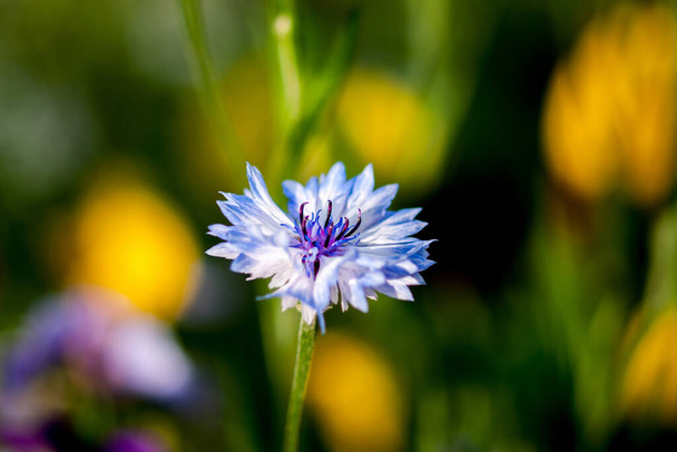 White-blue flower of a cornflower. Selective focus Close-up on a blurred floral background - Photo, Image