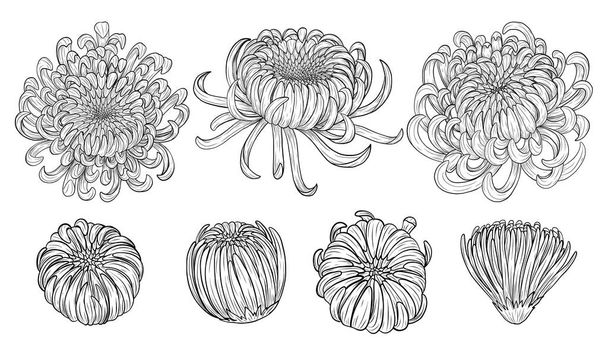 Chrysanthemum διάνυσμα σε λευκό φόντο.Chrysanthemum λουλούδι με το χέρι drawing.Chrysanthemum διάνυσμα σε λευκό φόντο.Floral τατουάζ ιδιαίτερα λεπτομερείς σε στυλ γραμμή τέχνης. - Διάνυσμα, εικόνα