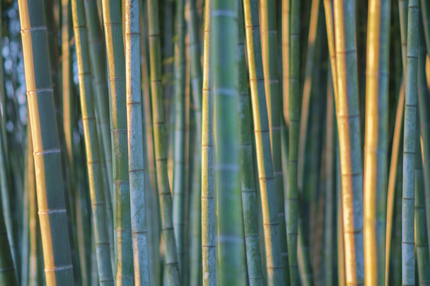 Bambuszweig im Bambuswald, Schöner natürlicher Bambushintergrund, selektiver Fokus - Foto, Bild