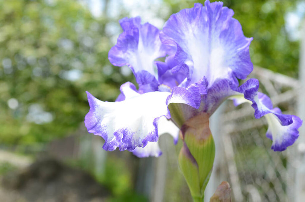 Violet ίριδα λουλούδια Κοντινό πλάνο σε θολή πράσινο κήπο μαύρο έδαφος. Όμορφο φόντο της φύσης. Μπλε και λευκά άνθη ίριδας μεγαλώνουν στον κήπο - Φωτογραφία, εικόνα