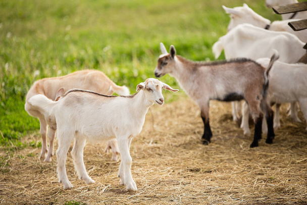 a herd of little goats walks on the green grass, beige, brown and white goats go, good weather, summer, dry grass and hay lie on the ground - Foto, Imagen