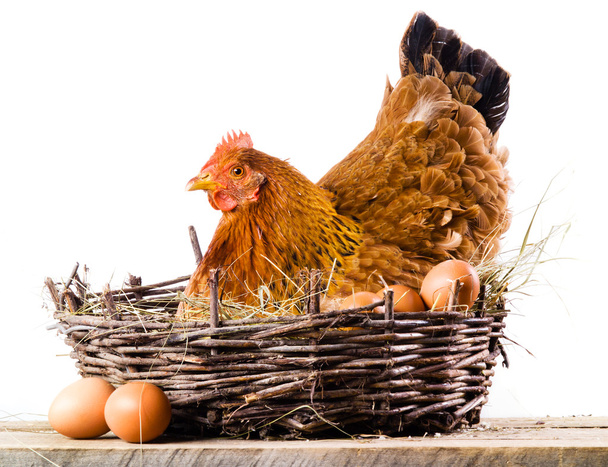 Pollo con huevos aislados sobre blanco
 - Foto, Imagen