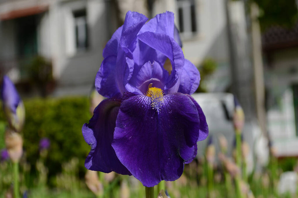 Violetti iiris kukkia lähikuva hämärtyneellävihreä puutarha blackground. Kaunis luontotausta. Sininen iiris kukat kasvavat puutarhassa
 - Valokuva, kuva
