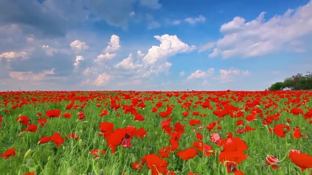 Video of Red Poppies Landscape - Footage, Video