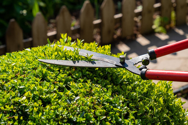 Hands with scissors for cutting bushes and grass shear boxwood in shape of ball. - Photo, Image