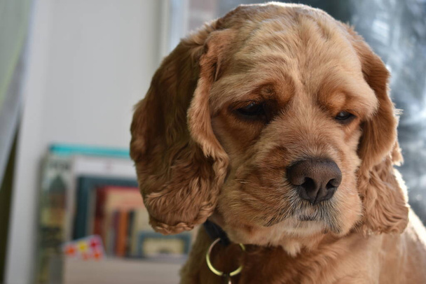 Πορτρέτο ενός σκύλου Κόκερ Σπάνιελ στο σπίτι - Φωτογραφία, εικόνα