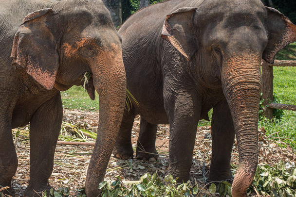 Two old elephants in Sri Lanka eating leaves. One elephant is wearing a chain on its leg. Royalty free stock photo. - Photo, Image