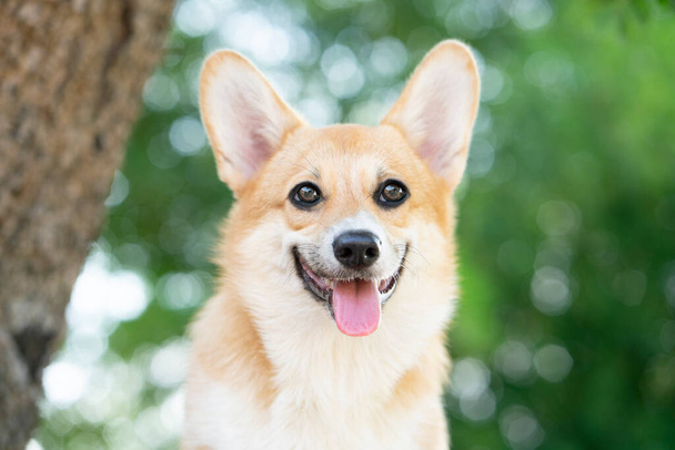Corgi dog smile and happy in summer sunny day - Foto, afbeelding
