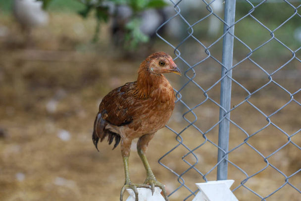 The Baby fighting hen in farm at thailand - Photo, Image