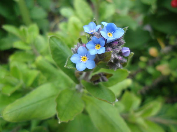 kleine mooie bloemen in blauw - Foto, afbeelding