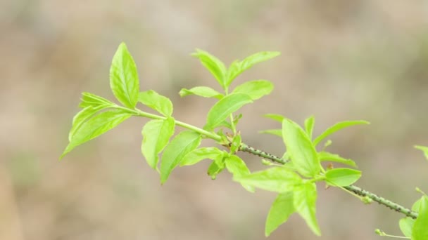 A beautiful green sprig of a young tree diagonally. - Video