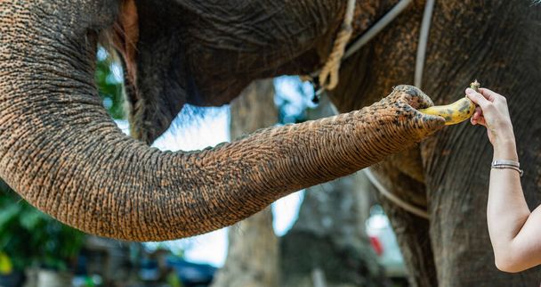 Naismatkustaja ruokkii elefanttia Thaimaan kansallispuiston eläintarhassa. Iso iloinen norsu vie maukkaita hedelmiä pitkä runko. Hyväluontoinen eläin kouluttajan valvonnassa on turvallinen matkailijoille
. - Valokuva, kuva