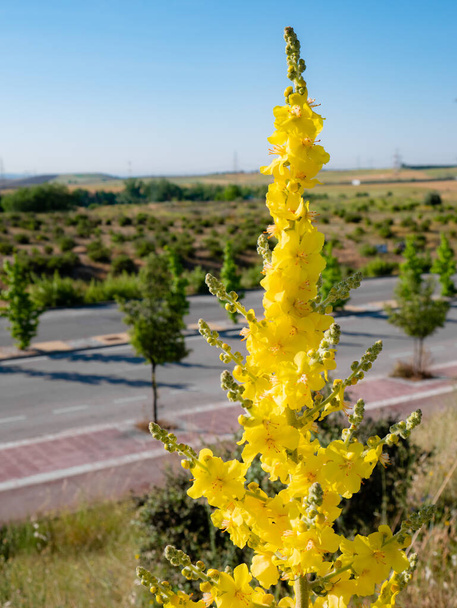 Beautiful plant (Agrimonia eupatoria) St. William 's herb with beautiful yellow flowers
 - Фото, изображение