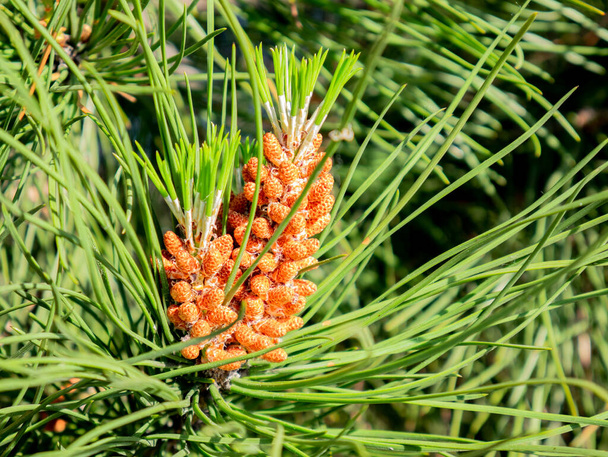 Vista macro de cones masculinos agrupados ao redor do final do ramo em um pinheiro (Pinus
) - Foto, Imagem