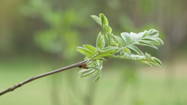 The green young twig is located diagonally on the screen. - Filmmaterial, Video