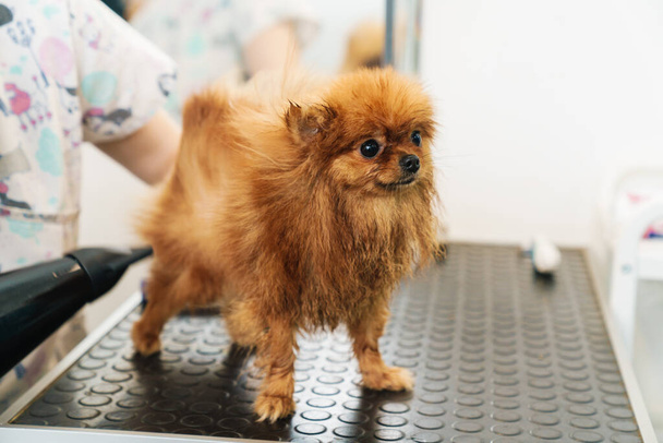 Image of female pet hairdresser grooming small pomeranian spitz in dog salon using professional equipment - Foto, afbeelding