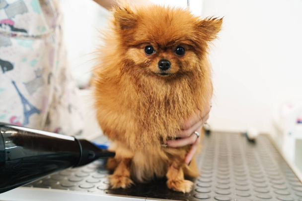 Image of female pet hairdresser grooming small pomeranian spitz in dog salon using professional equipment - Photo, Image