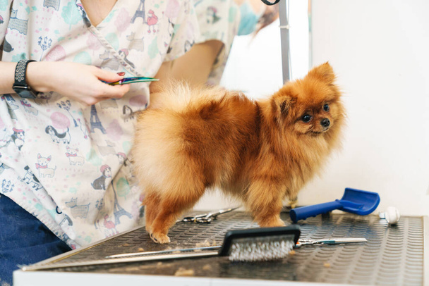 Imagen de una peluquera de mascotas peinando un pequeño spitz pomeraniano en un salón de perros usando equipo profesional
 - Foto, imagen