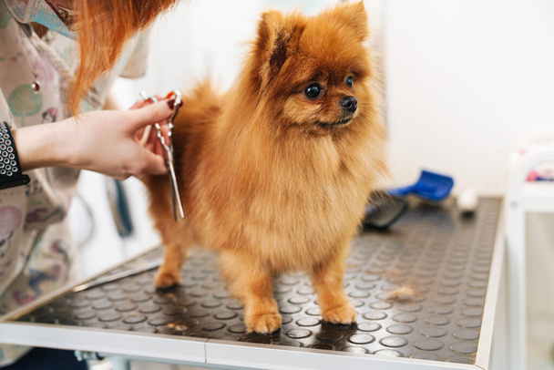 Image of female pet hairdresser grooming small pomeranian spitz in dog salon using professional equipment - Foto, immagini