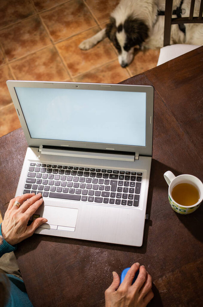 starsza kobieta za pomocą laptopa pies śpi - Zdjęcie, obraz