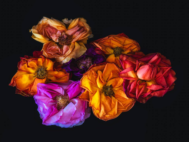 hillitty kollaasi seitsemän surrealistinen punainen keltainen oranssi violetti ruusu kukkia, vuotiaiden kukkien, musta tausta, vintage maalaus tyyli
 - Valokuva, kuva