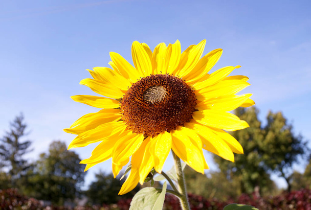 Kypsät auringonkukat pelloilla odottavat sadonkorjuuta Slovakiassa
 - Valokuva, kuva