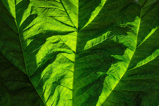 Текстура листьев ревеня перед солнечным светом. Разделение мелких вен
. - Фото, изображение