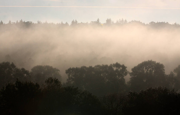 Sluneční paprsky pronikají ranní mlhou v lese. - Fotografie, Obrázek