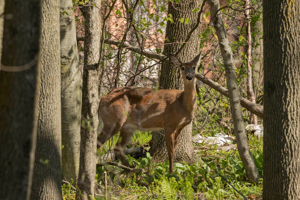 Weißschwanzhirsche im Frühjahrswald. - Foto, Bild