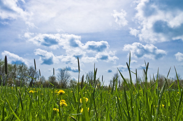 Rã perspectiva gras paisagem com céu azul
 - Foto, Imagem