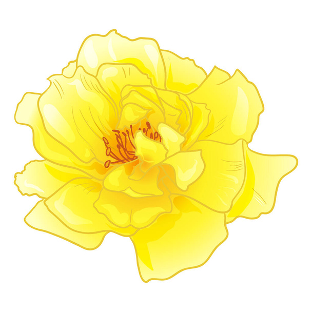 cute yellow rose flower isolated on white background - Vector, Image
