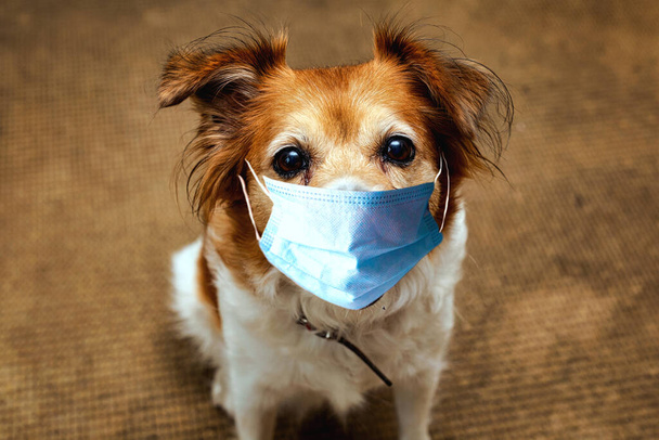 Perro con máscara de seguridad para proteger el virus Corona, máscara de protección covid 19 en lindo perro marrón
, - Foto, imagen