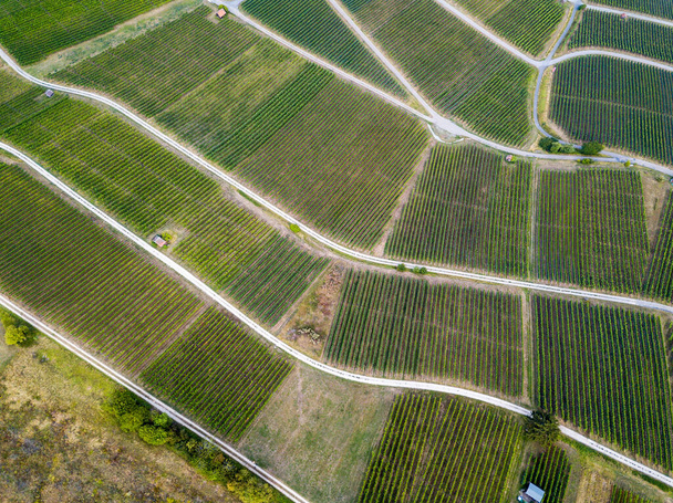 Vineyard in summer time from aerial drone photography - Fotoğraf, Görsel