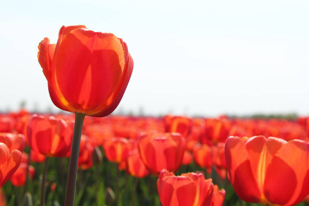 egy vörös tulipán közelkép egy nagy égő mező narancssárga vörös tulipán ragyog fényes a tavaszi napsütés a holland vidéken - Fotó, kép