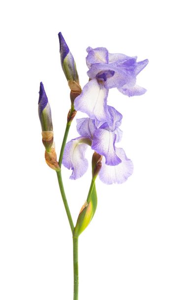 irys kwiat izolowany na białym tle - Zdjęcie, obraz