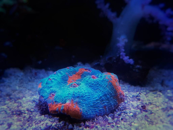 Майами Харрикейн коралл Чалис изолирован в аквариумном аквариуме
 - Фото, изображение