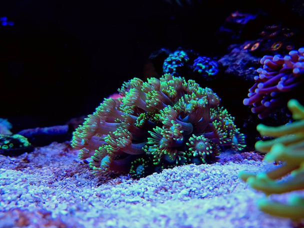 Goniopora - Η γλάστρα LPS κοράλλι  - Φωτογραφία, εικόνα