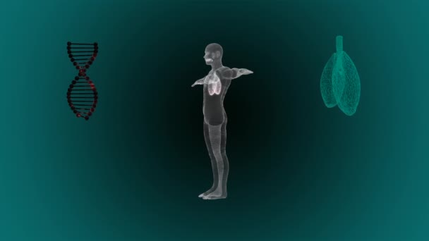 3D-Darstellung menschlicher Lungen, die durch eine Krankheit wie Lungenentzündung oder Coronavirus entzündet und infiziert sind. - Filmmaterial, Video