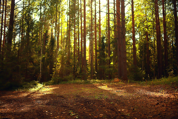 солнечные лучи в хвойном лесу, абстрактный пейзаж летний лес, красивая дикая природа
 - Фото, изображение