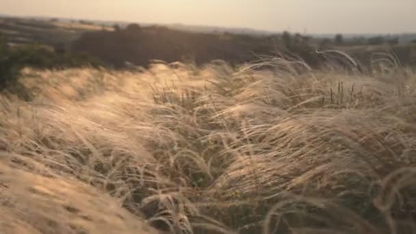 günbatımı üzerinde tüy çim - Video, Çekim
